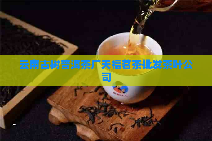 云南古树普洱茶厂天福茗茶批发茶叶公司