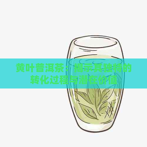 黄叶普洱茶：揭示其独特的转化过程与潜在价值