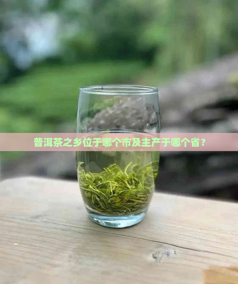 普洱茶之乡位于哪个市及主产于哪个省？