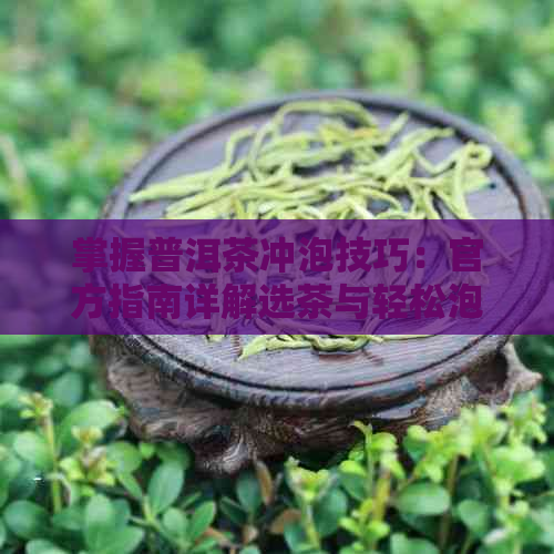 掌握普洱茶冲泡技巧：官方指南详解选茶与轻松泡出好味道