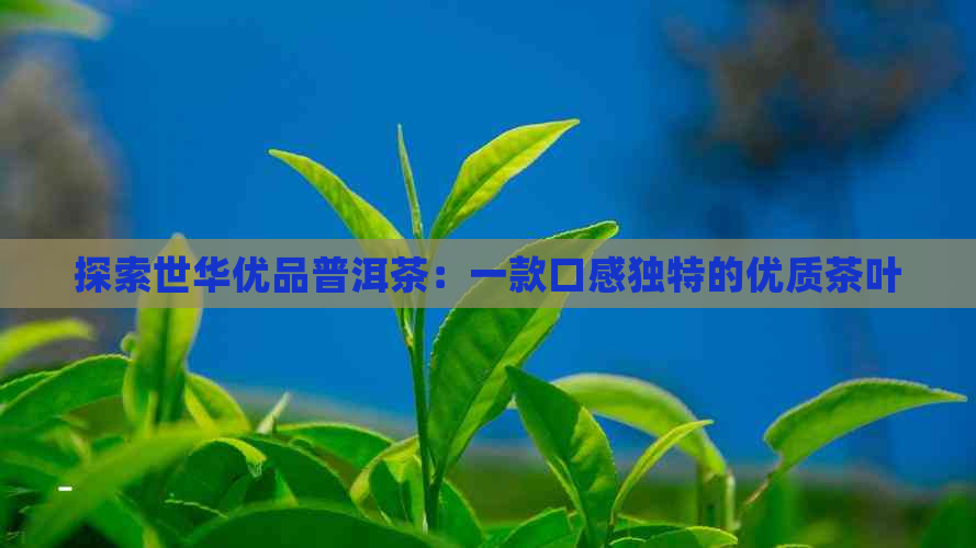 探索世华优品普洱茶：一款口感独特的优质茶叶