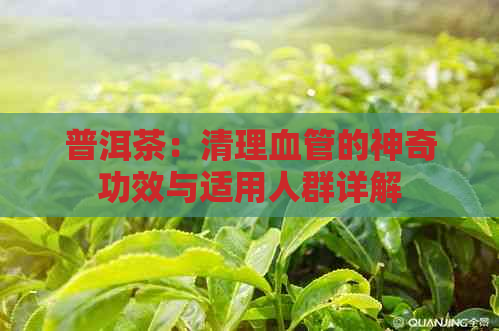 普洱茶：清理血管的神奇功效与适用人群详解