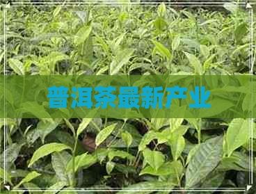 普洱茶最新产业