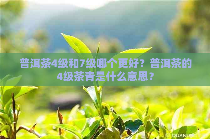 普洱茶4级和7级哪个更好？普洱茶的4级茶青是什么意思？