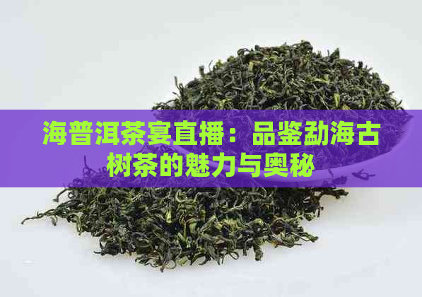 海普洱茶宴直播：品鉴勐海古树茶的魅力与奥秘