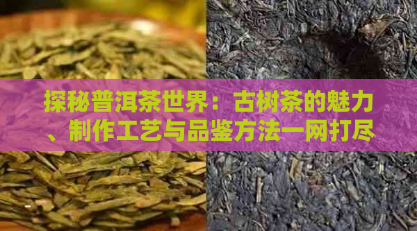 探秘普洱茶世界：古树茶的魅力、制作工艺与品鉴方法一网打尽