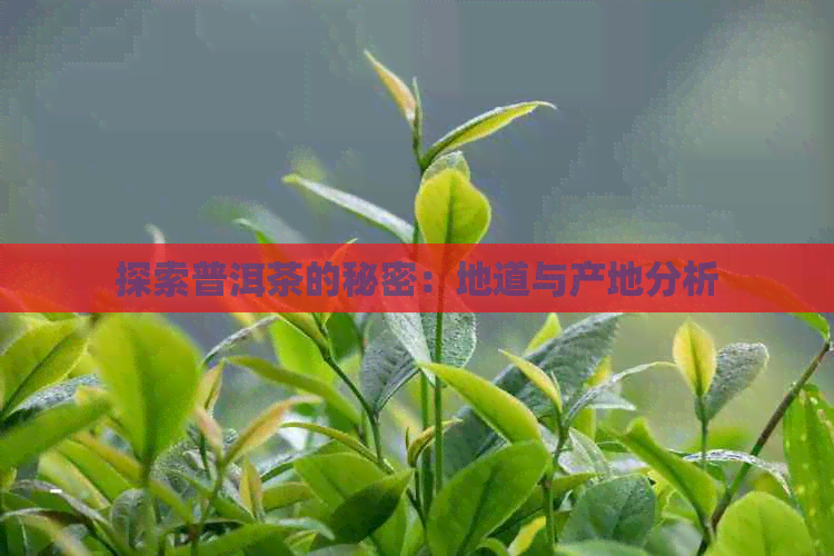 探索普洱茶的秘密：地道与产地分析