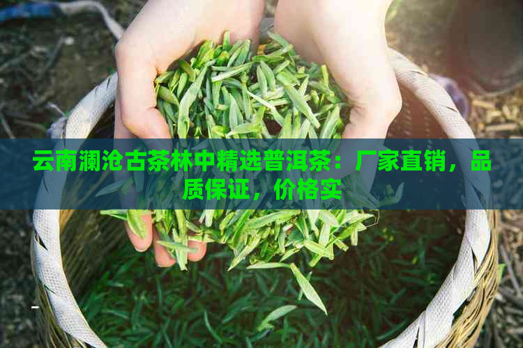 云南澜沧古茶林中精选普洱茶：厂家直销，品质保证，价格实