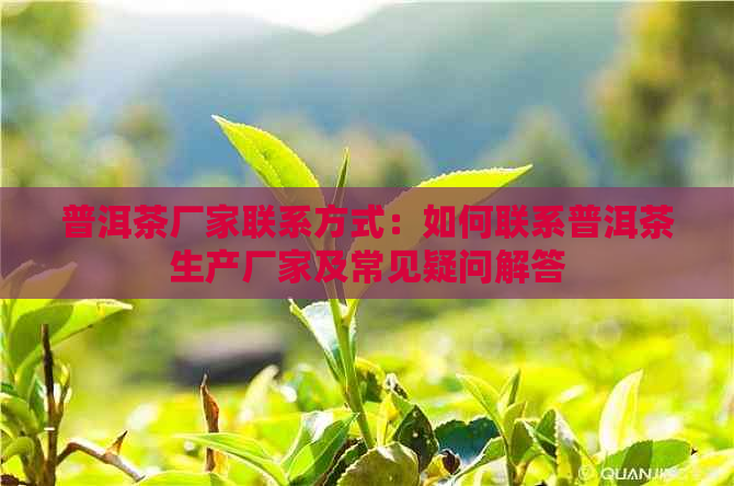 普洱茶厂家联系方式：如何联系普洱茶生产厂家及常见疑问解答