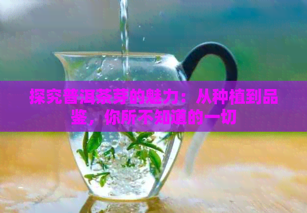 探究普洱茶芽的魅力：从种植到品鉴，你所不知道的一切