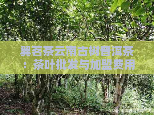 翼茗茶云南古树普洱茶：茶叶批发与加盟费用详解