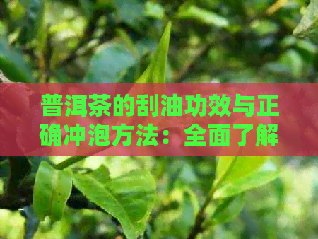 普洱茶的刮油功效与正确冲泡方法：全面了解如何品尝与保养您的口腔健