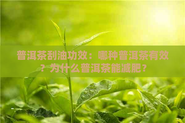 普洱茶刮油功效：哪种普洱茶有效？为什么普洱茶能减肥？