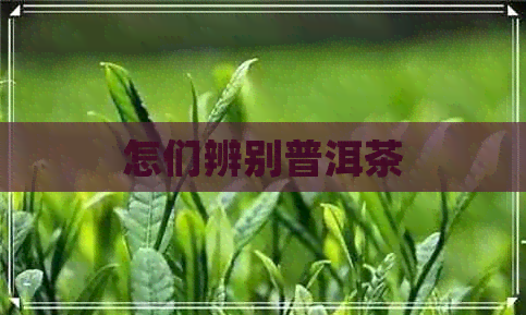 怎们辨别普洱茶