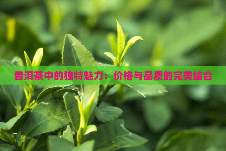 普洱茶中的独特魅力：价格与品质的完美结合