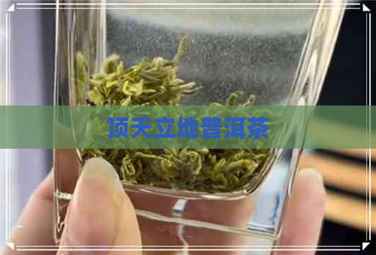 顶天立地普洱茶