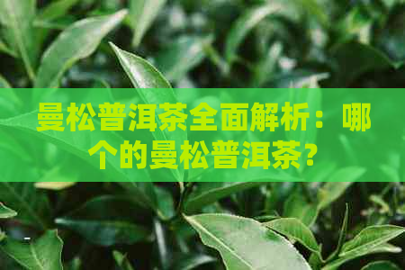 曼松普洱茶全面解析：哪个的曼松普洱茶？