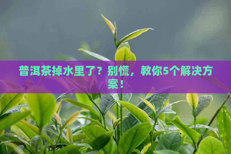 普洱茶掉水里了？别慌，教你5个解决方案！