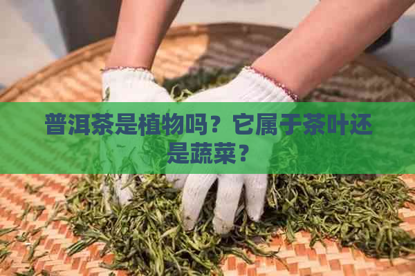 普洱茶是植物吗？它属于茶叶还是蔬菜？