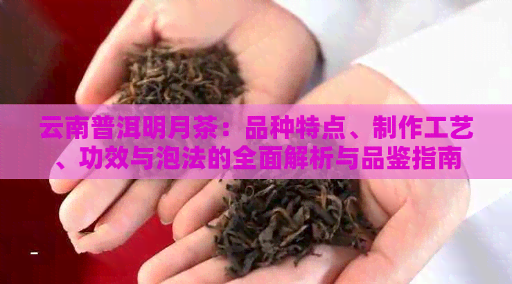 云南普洱明月茶：品种特点、制作工艺、功效与泡法的全面解析与品鉴指南