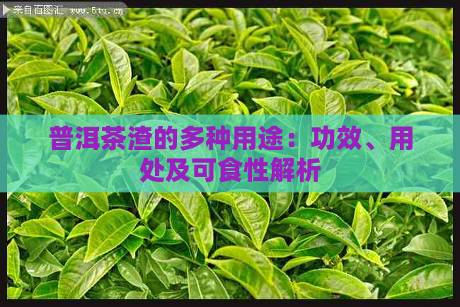 普洱茶渣的多种用途：功效、用处及可食性解析