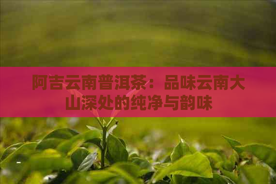 阿吉云南普洱茶：品味云南大山深处的纯净与韵味