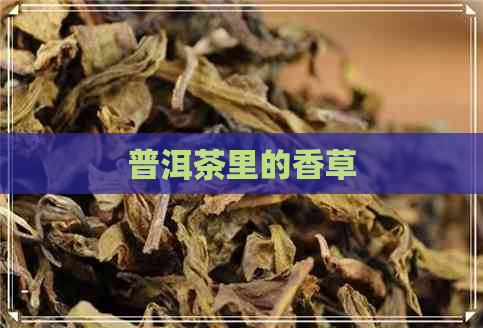 普洱茶里的香草