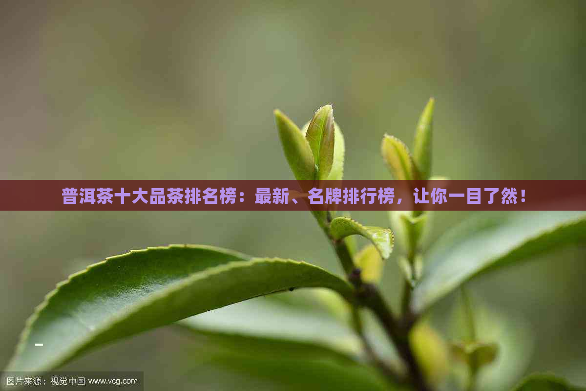 普洱茶十大品茶排名榜：最新、名牌排行榜，让你一目了然！