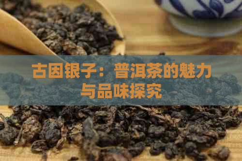 古因银子：普洱茶的魅力与品味探究