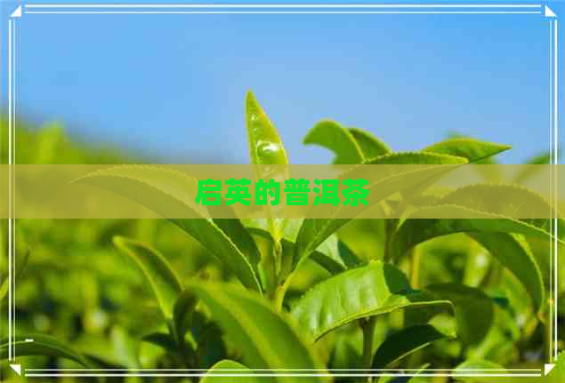 启英的普洱茶