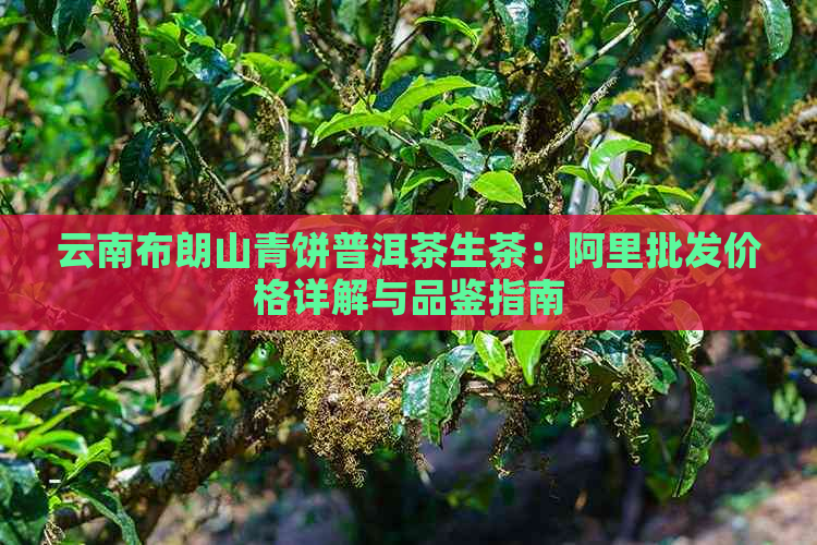 云南布朗山青饼普洱茶生茶：阿里批发价格详解与品鉴指南