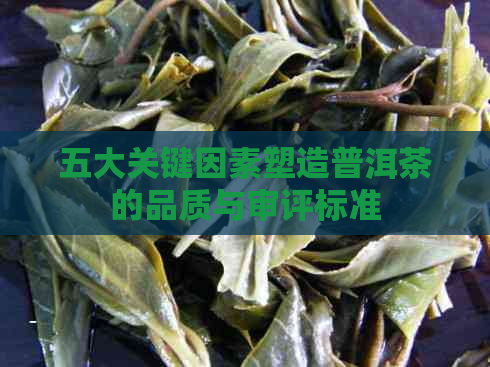 五大关键因素塑造普洱茶的品质与审评标准