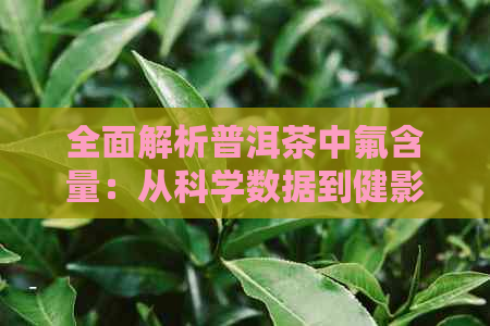 全面解析普洱茶中氟含量：从科学数据到健影响，解答您的疑问