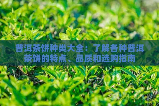 普洱茶饼种类大全：了解各种普洱茶饼的特点、品质和选购指南