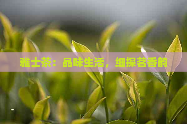 雅士茶：品味生活，细探茗香韵