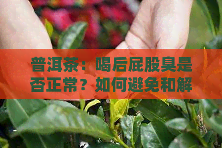 普洱茶：喝后屁股臭是否正常？如何避免和解决这个问题？