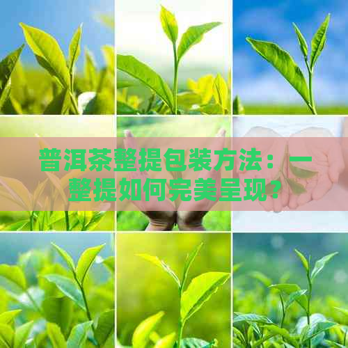 普洱茶整提包装方法：一整提如何完美呈现？