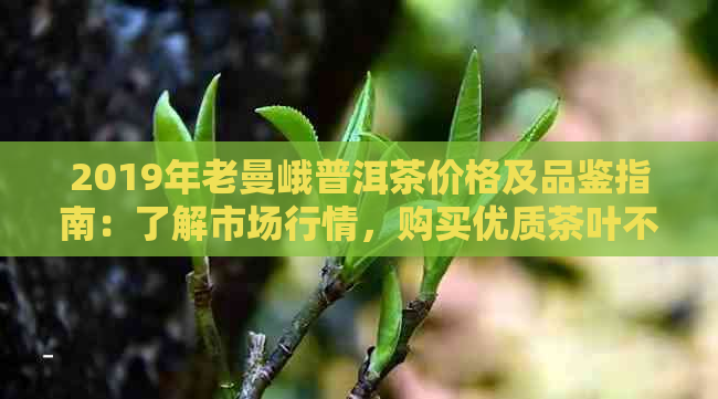 2019年老曼峨普洱茶价格及品鉴指南：了解市场行情，购买优质茶叶不再困扰