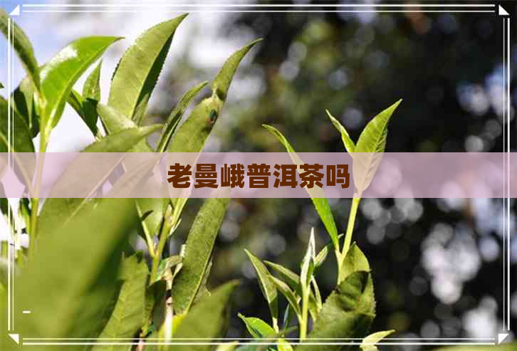 老曼峨普洱茶吗