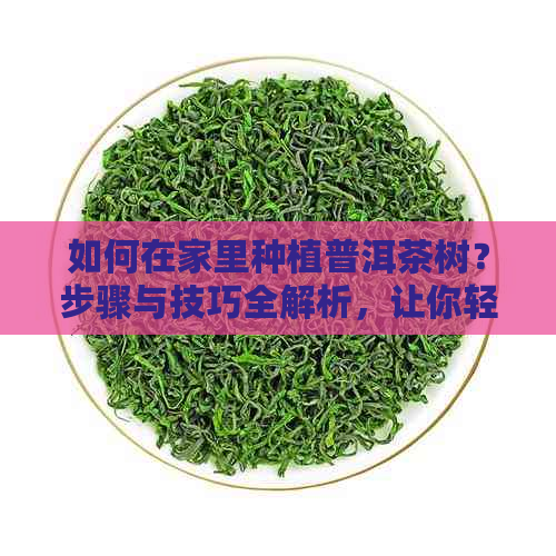 如何在家里种植普洱茶树？步骤与技巧全解析，让你轻松拥有绿色茶园