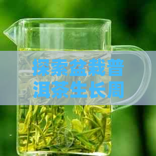 探索盆栽普洱茶生长周期及其发芽时间的关键因素