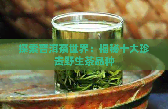 探索普洱茶世界：揭秘十大珍贵野生茶品种