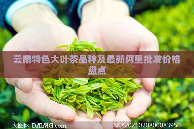 云南特色大叶茶品种及最新阿里批发价格盘点