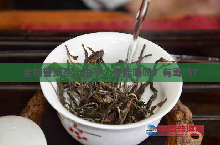 老树普洱茶出虫了，还能喝吗？有吗？