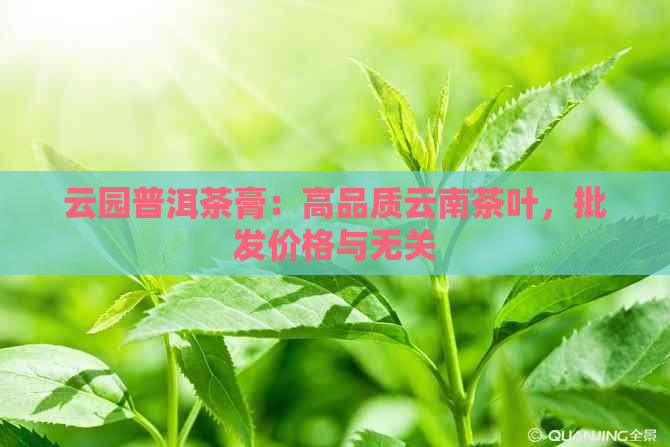 云园普洱茶膏：高品质云南茶叶，批发价格与无关