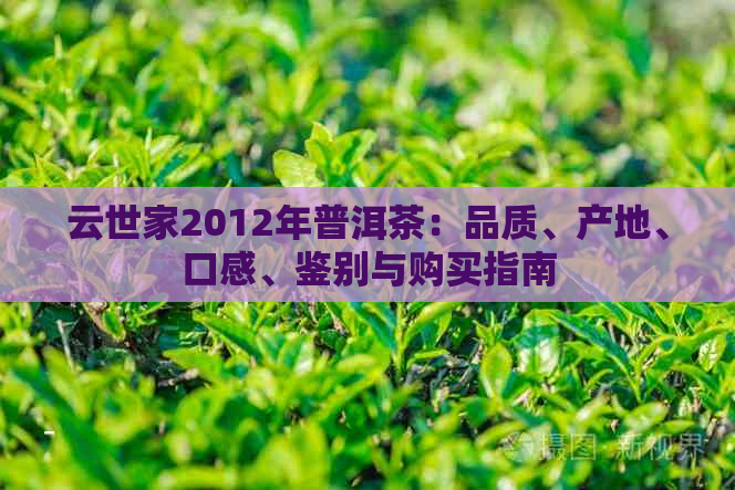 云世家2012年普洱茶：品质、产地、口感、鉴别与购买指南