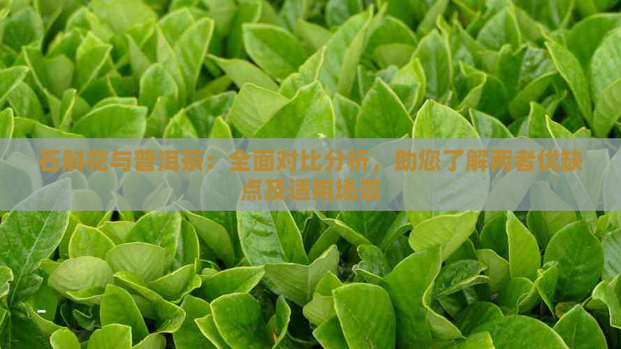 石斛花与普洱茶：全面对比分析，助您了解两者优缺点及适用场景