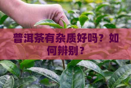 普洱茶有杂质好吗？如何辨别？