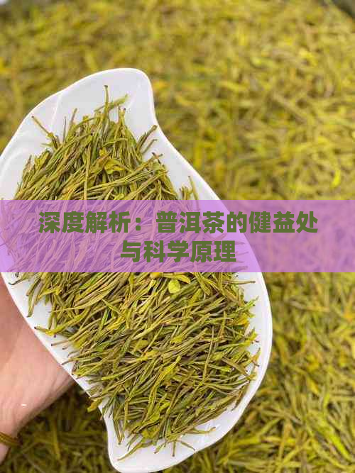 深度解析：普洱茶的健益处与科学原理