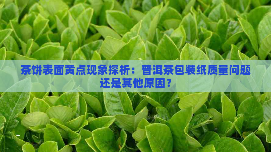 茶饼表面黄点现象探析：普洱茶包装纸质量问题还是其他原因？